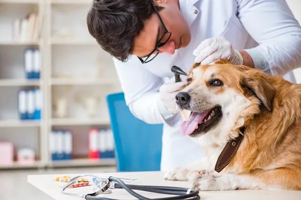 What A-Levels Do You Need to Become a Vet?