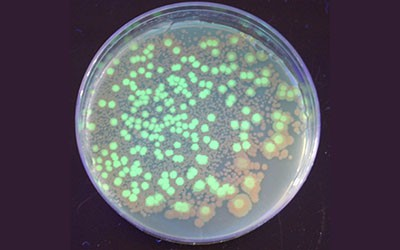 Genetic engineering - Create glowing bacteria (ScienceBuddies, 2022)