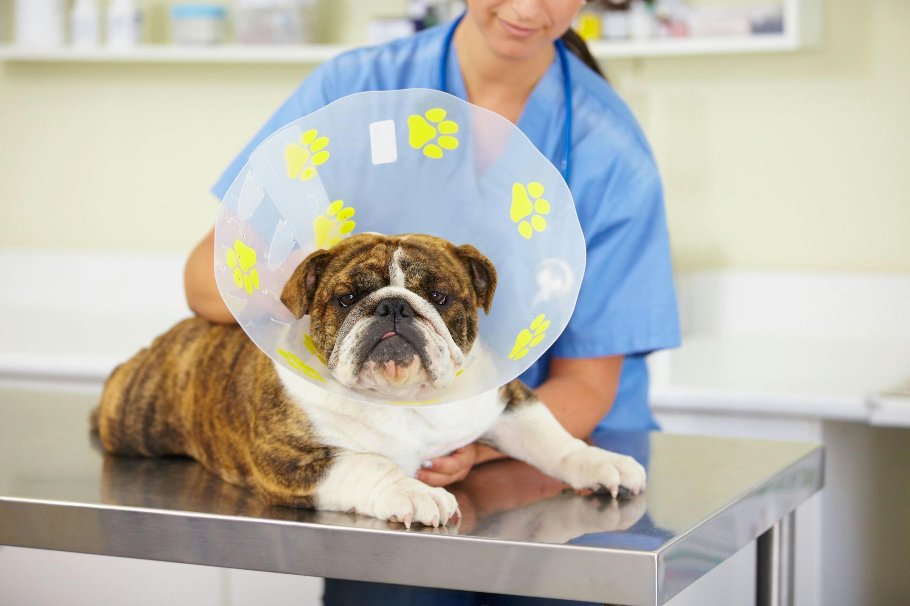 A staff member at a veterinary clinic is taking care of a dog on the table