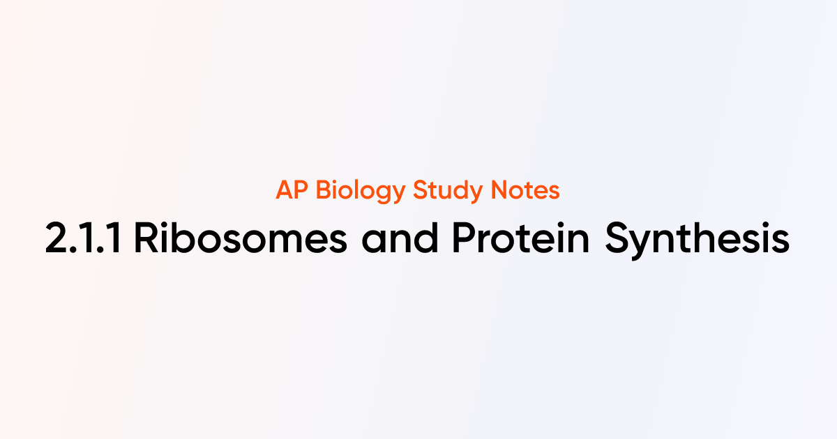 Ribosomes and Protein Synthesis (2.1.1) | AP Biology Notes | TutorChase