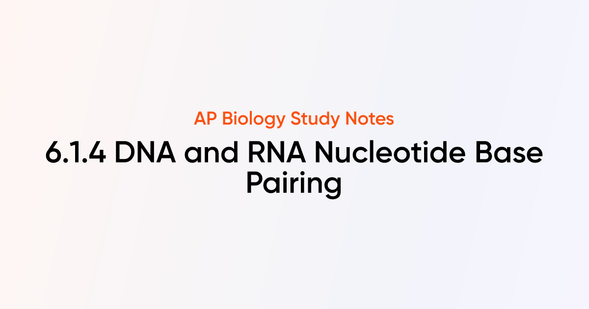 DNA and RNA Nucleotide Base Pairing (6.1.4) | AP Biology Notes | TutorChase