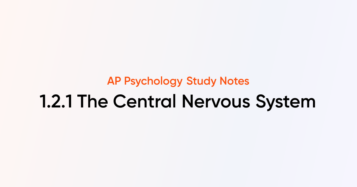 The Central Nervous System (1.2.1) | AP Psychology Notes | TutorChase