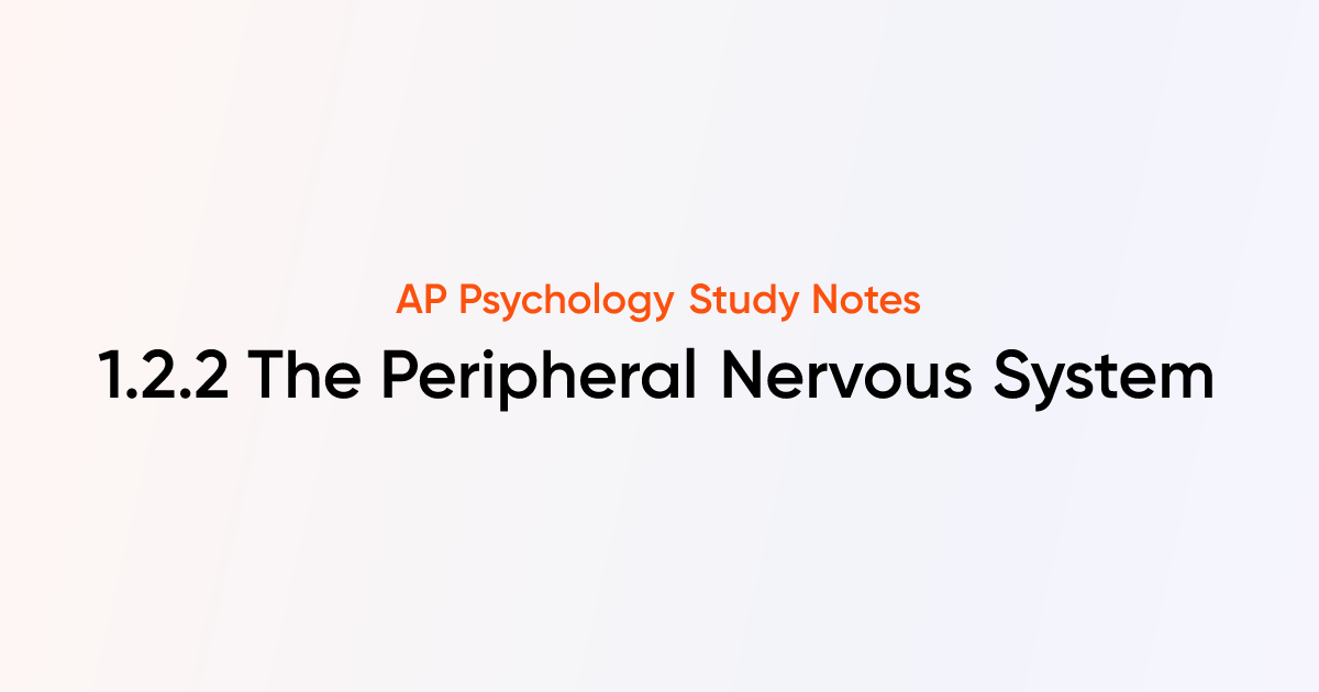 The Peripheral Nervous System (1.2.2) | AP Psychology Notes | TutorChase