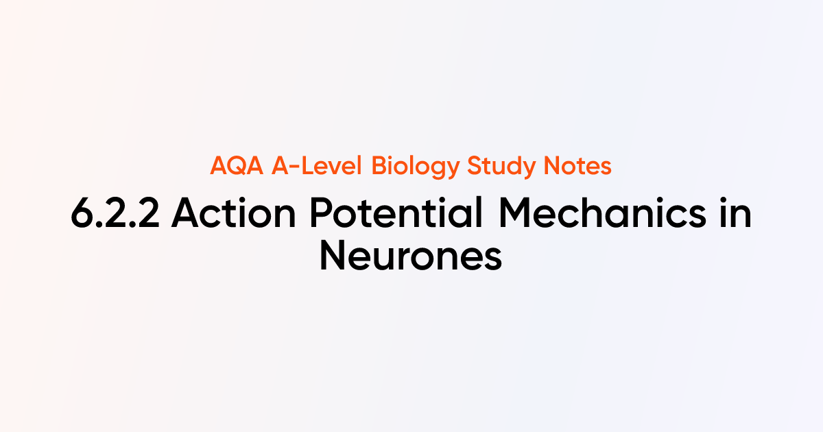 Action Potential Mechanics in Neurones (6.2.2) | AQA A-Level Biology ...