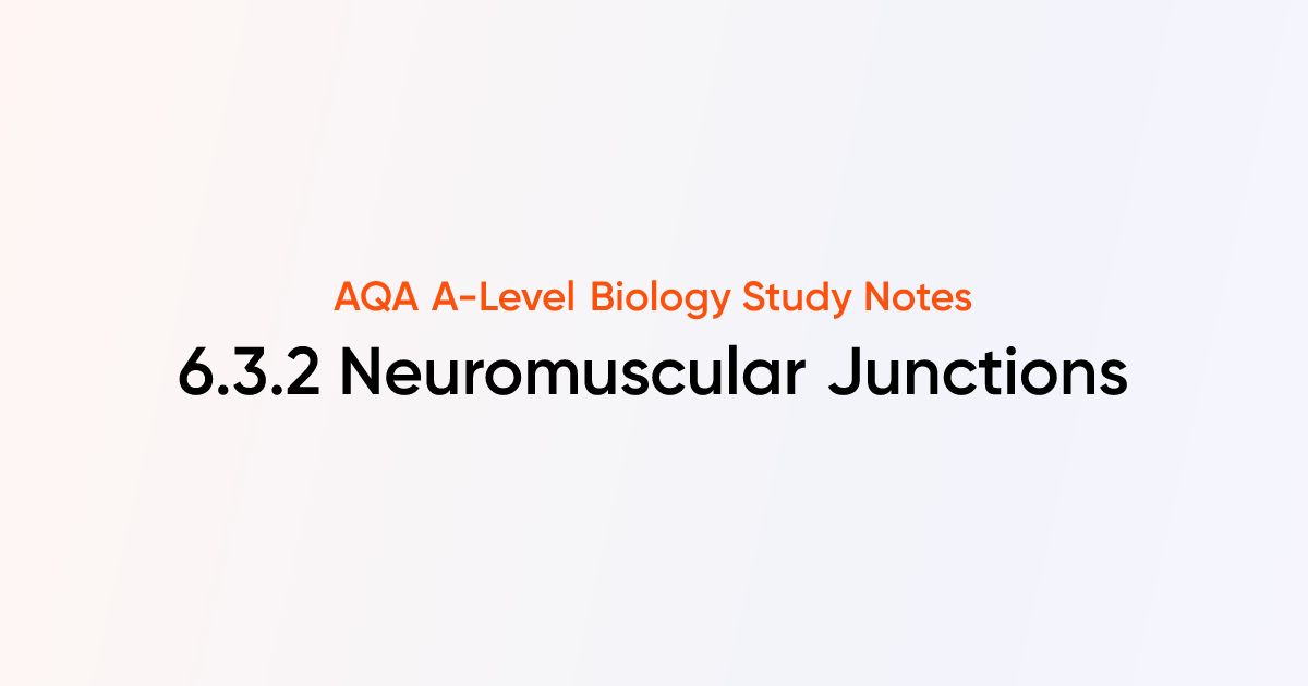 Neuromuscular Junctions (6.3.2) | AQA A-Level Biology Notes | TutorChase