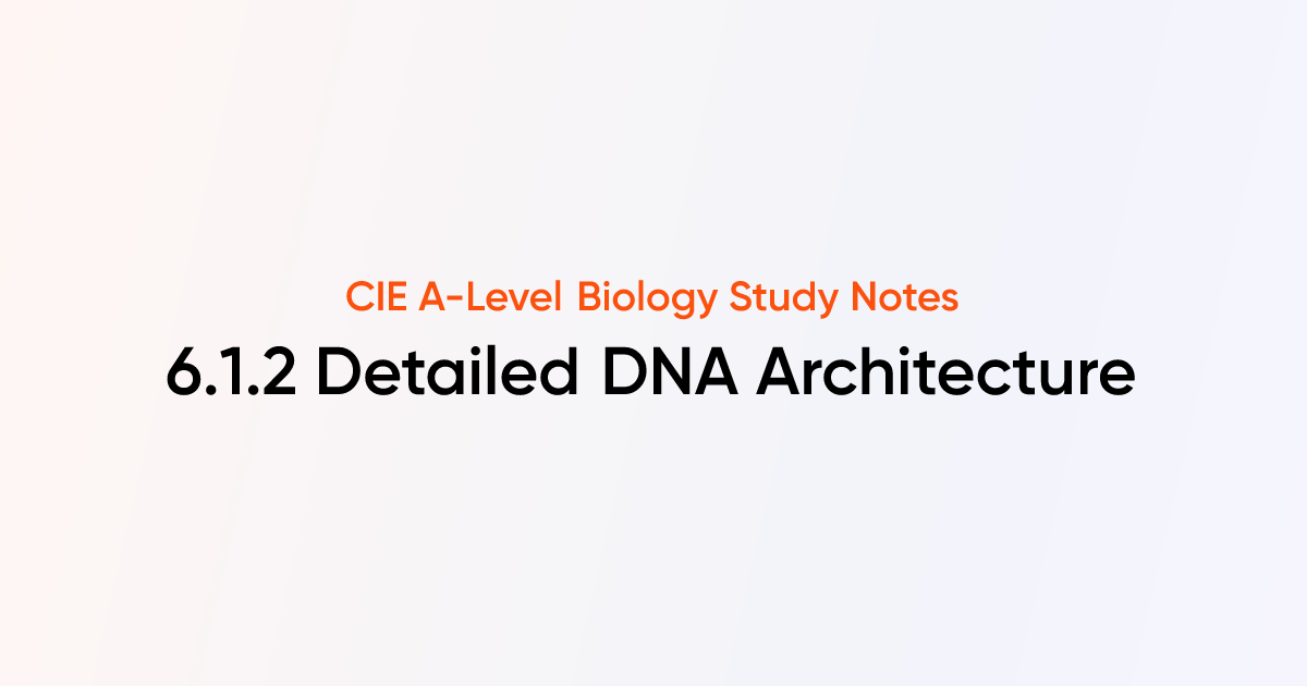 Detailed DNA Architecture (6.1.2) | CIE A-Level Biology Notes | TutorChase