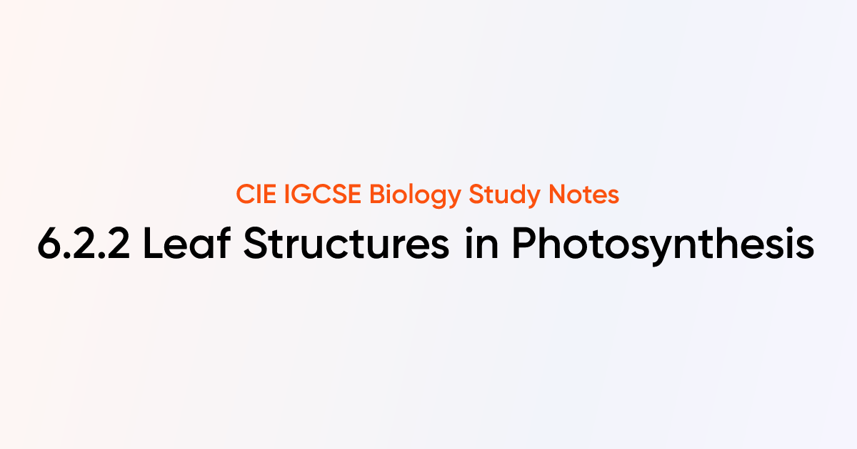 Adaptations for Photosynthesis (6.2.2) | CIE IGCSE Biology Notes ...