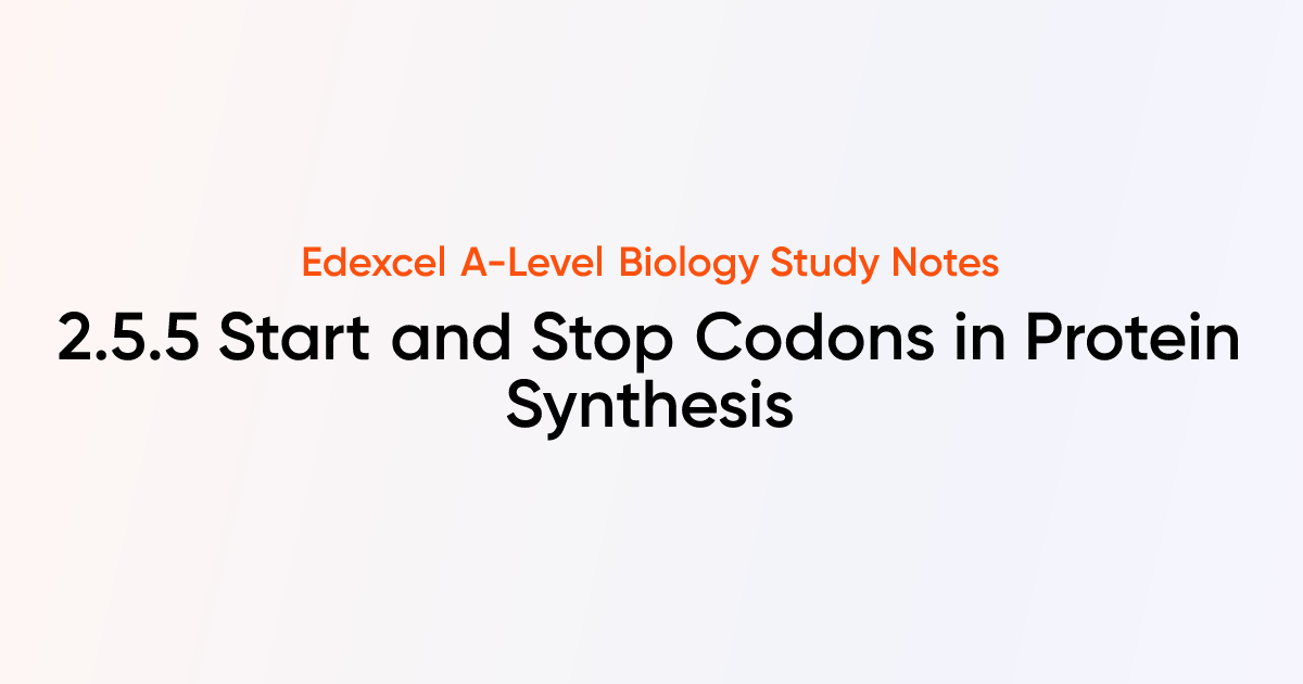 Start and Stop Codons in Protein Synthesis (2.5.5) | Edexcel A-Level ...
