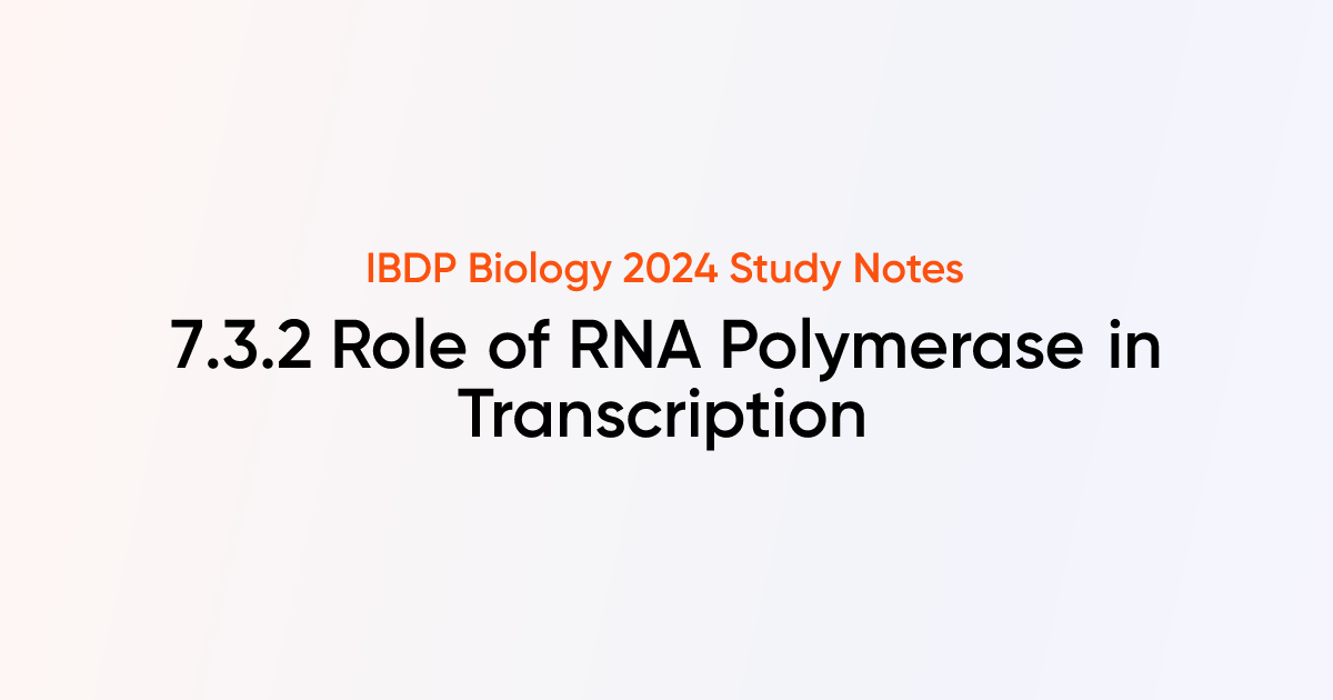 Role of RNA Polymerase in Transcription (7.3.2) | IB DP Biology Notes ...