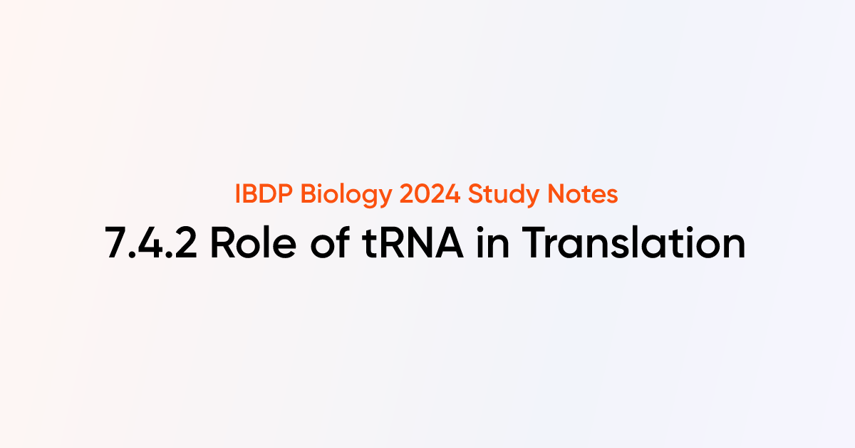 Role of tRNA in Translation (7.4.2) | IB DP Biology Notes | TutorChase