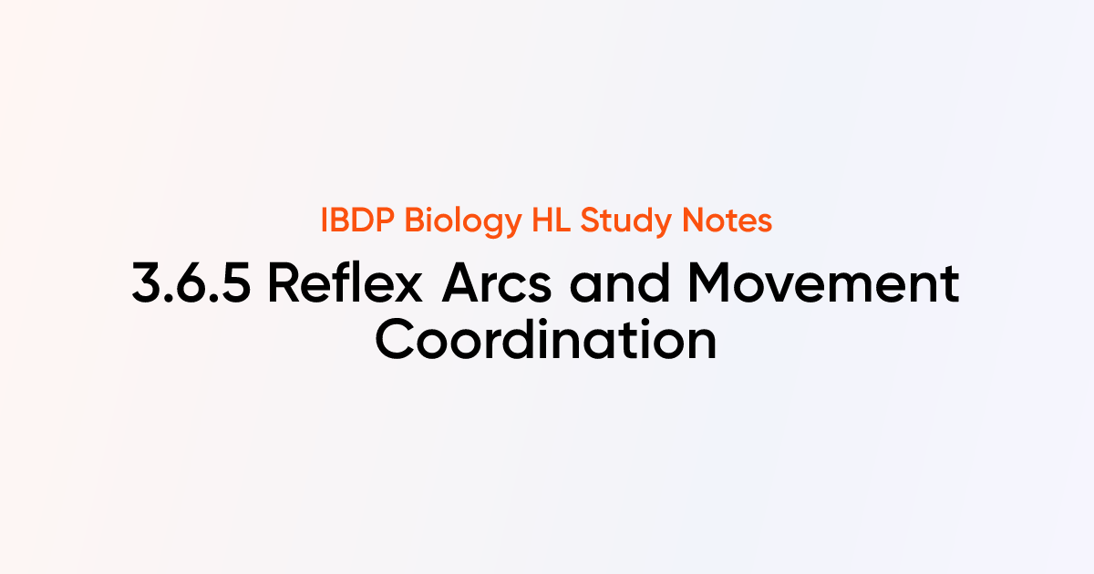 Reflex Arcs and Movement Coordination (3.6.5) | IB DP Biology HL 2025 ...